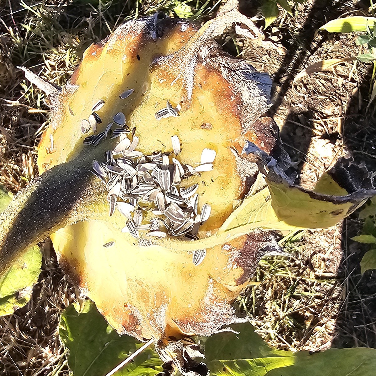 Heute, nachm stressigen jobtag, wieder im garten entspannt einen radler getrunken, geerntet, natur beobachtet und übrig…