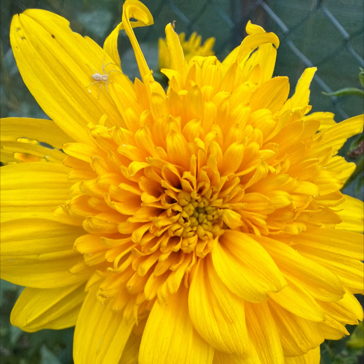 Selbstaussaaten Strohblume? Sonnenhüte 🤩
Beinwell explodiert 👌
Buchweizen sät sich auch jedes Jahr selbst aus, wie Fe…