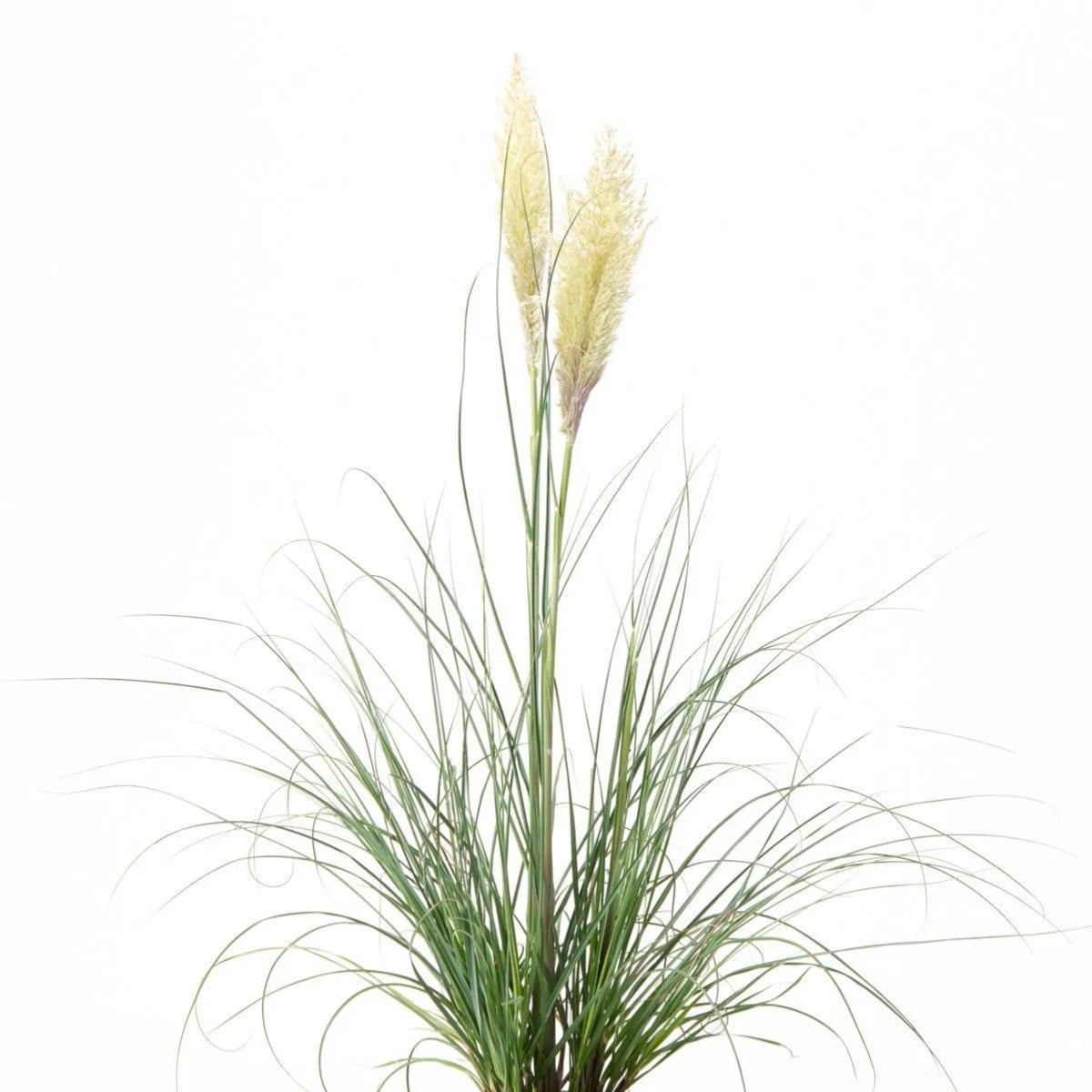 Ziergräser - Pampasgras