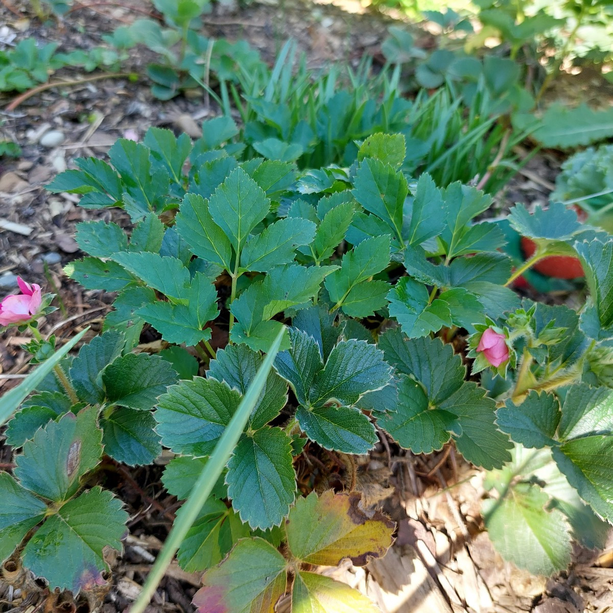 Ich brauche Rat. Ich hab dieses Jahr zwei Auberginenpflanzen, die auch tragen. Eine eine Frucht (Gretel), die andere (S…
