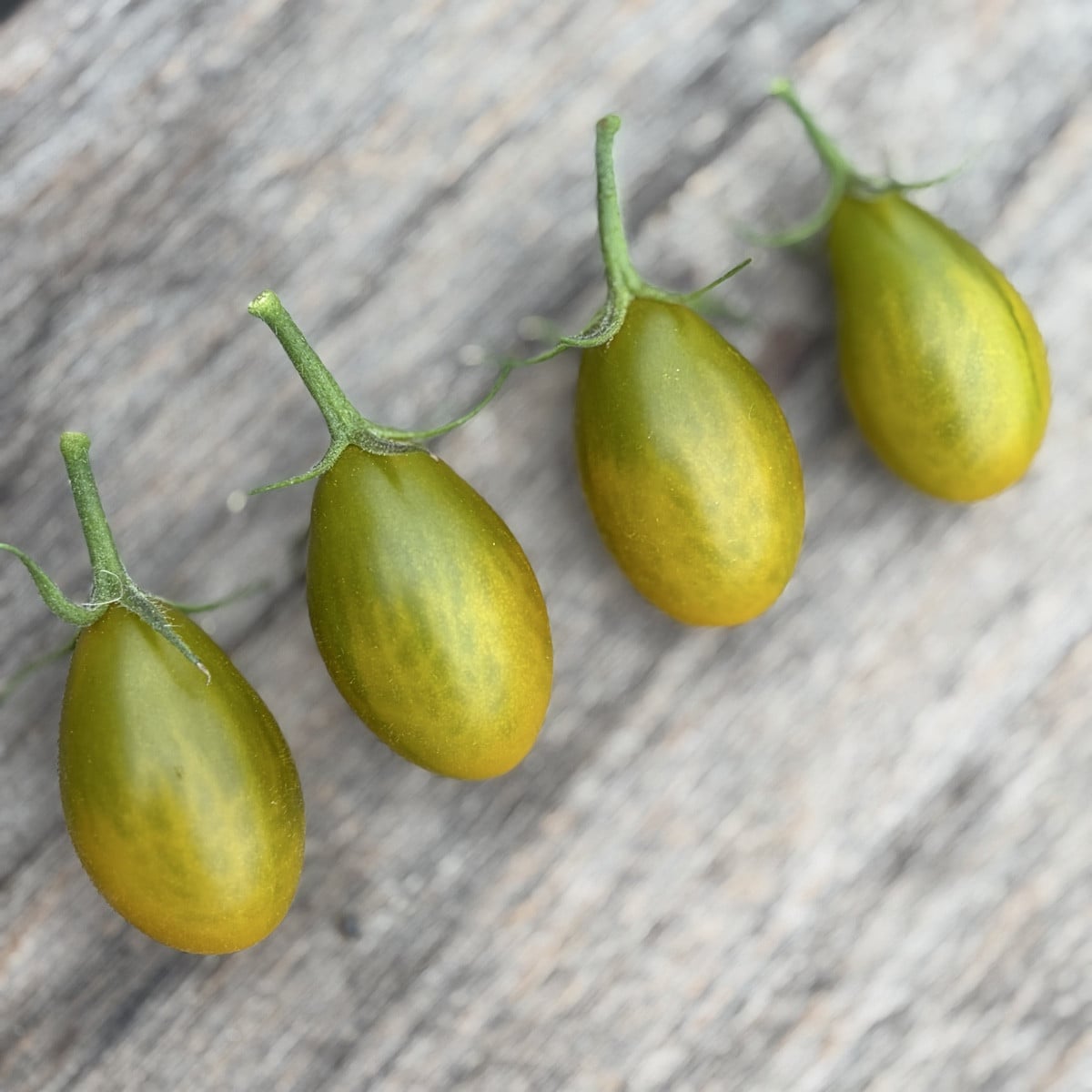 Mal ein kleines Lebenszeichen von mir und das direkt mal mit Fotos von einer meiner Tomatensorten. ☺️ 
Die Fotos sind i…