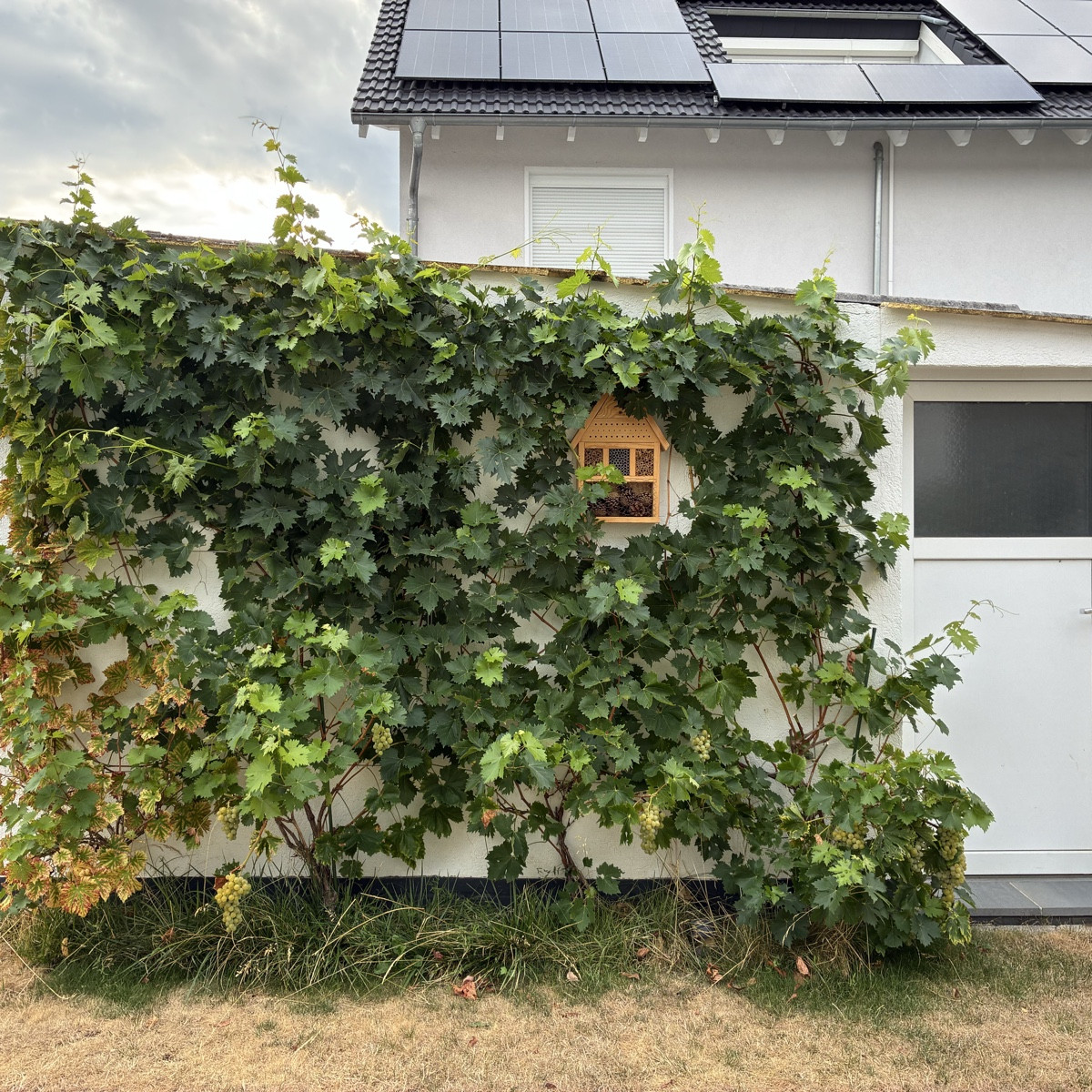 Kleiner Rundgang zu dem was hier gedeiht.
Bild 1+2 ein einzige Tomatenpflanze, die fast das Beet in Beschlag nimmt.
Bil…