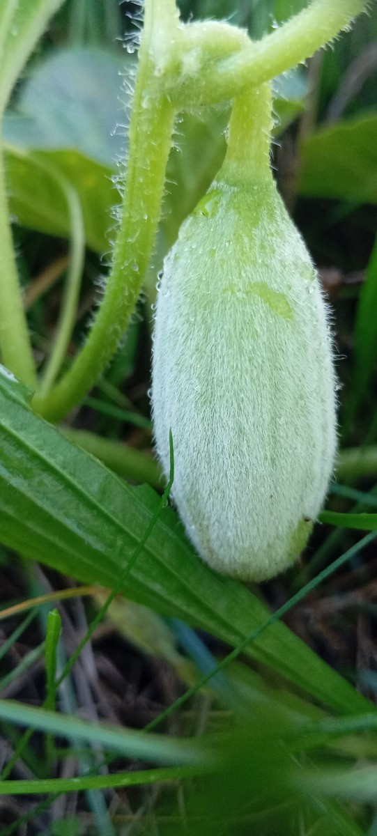 #einkaufenimgarten Im Garten, dabei sind auch die #increase
Bohnen, ich sammle aber erstmal die Samen, das sind viel zu…