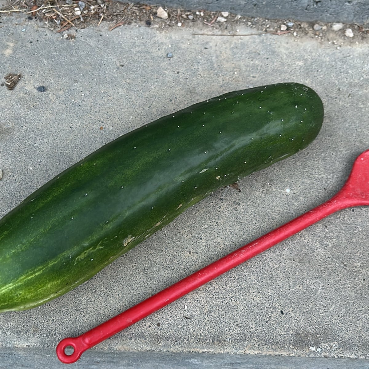 Die Gurken legen jetzt auch los. Während die Gemüsegurke vor sich hin mickert, ist die Salatgurke riesengroß, hat gefüh…
