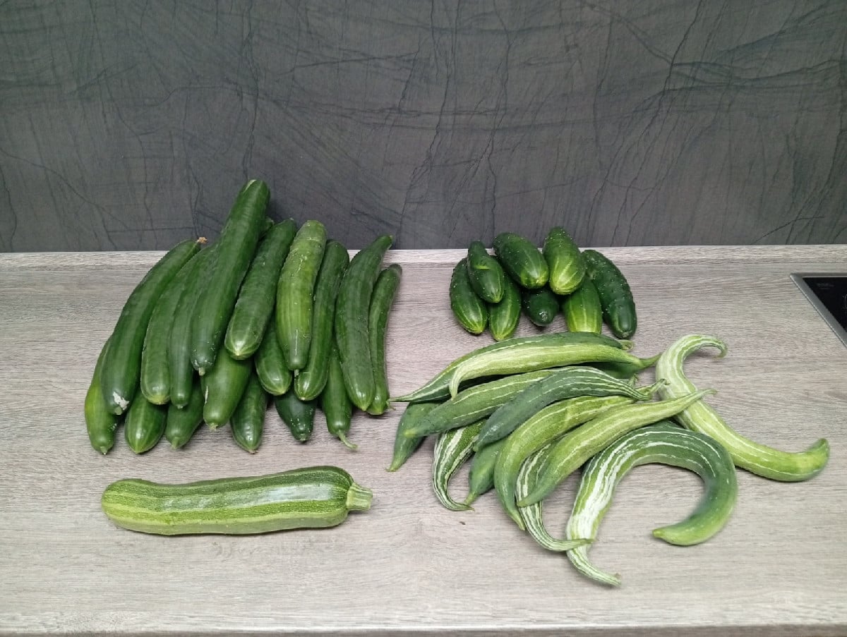 Mal zwei Tage nicht im Garten gewesen - und dann so eine Wahnsinnsernte. Aus den letzten Tomaten wurde gestern eine ein…