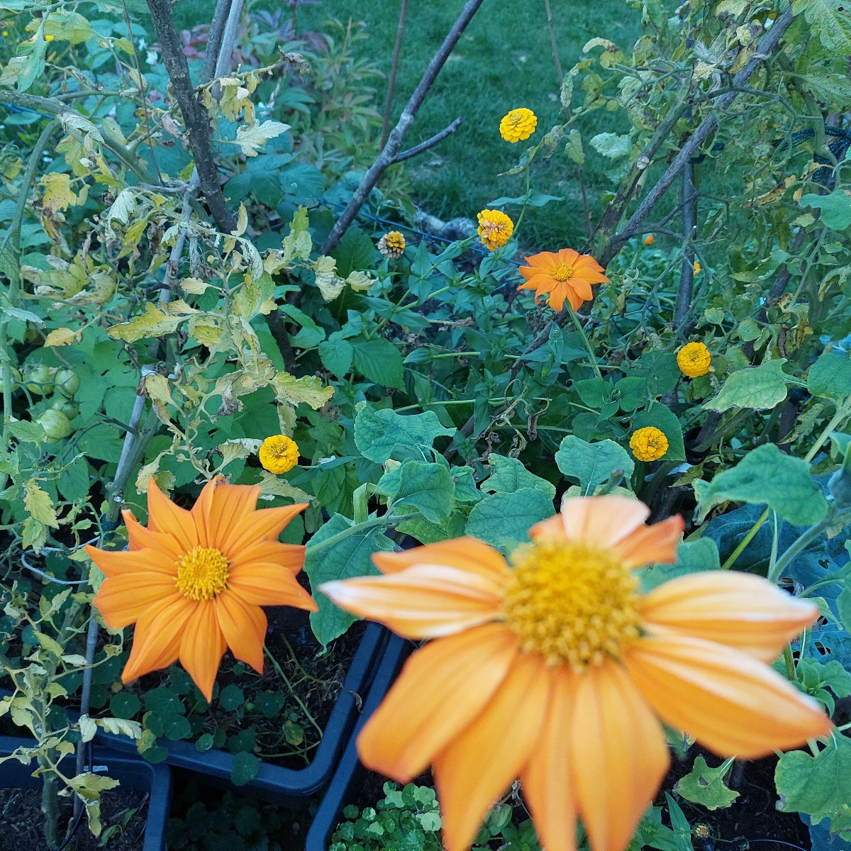 Garten am Dienstag nach der Arbeit. 
Die Sonnenhüte blühen die zweite Runde, nachdem die erste verdorrt ist.
Die Cosmee…