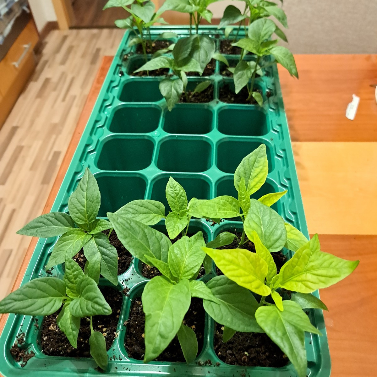 Paprika braucht viele Nährstoffe. So bald die Blätter nicht mehr so richtig Dunkelgrün sind sollten man Düngen. Ich neh…