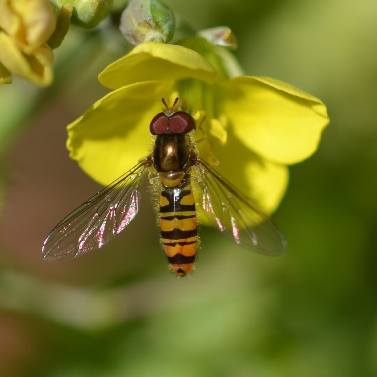 Foto 1: müsste laut Observation.org die Baumsichelwanze sein - die hab ich noch nie fotografiert. Foto 2 und 3: eine Du…
