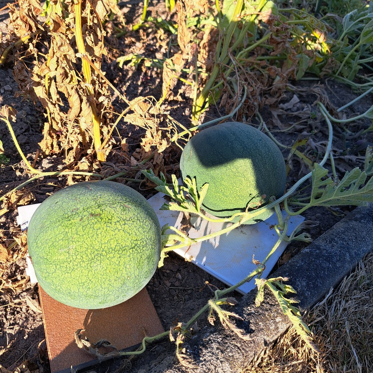 Unser Gartennachbarn haben diese Woche auch die ersten so 7 Stücke geerntet. Von der veredelt Melonen die ich veredelt …