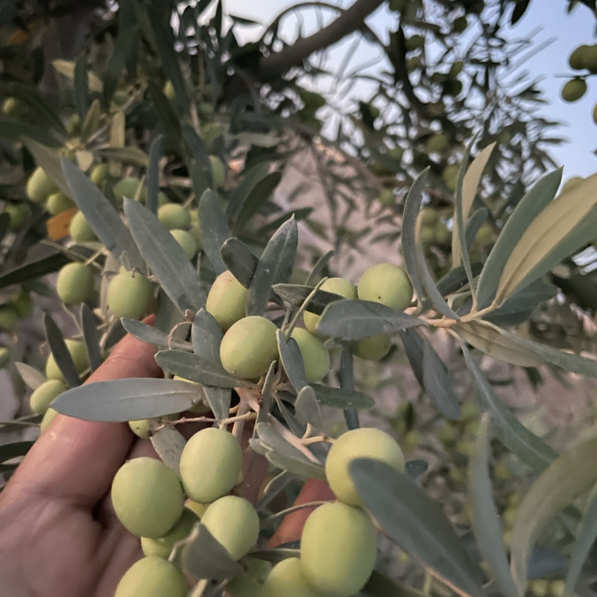 Südtunesien 🌴☀️
Legmi – frischer Palmensaft direkt von der Palme 🌴🥤, dazu Bananen, Trauben, Oliven und vieles mehr
I…