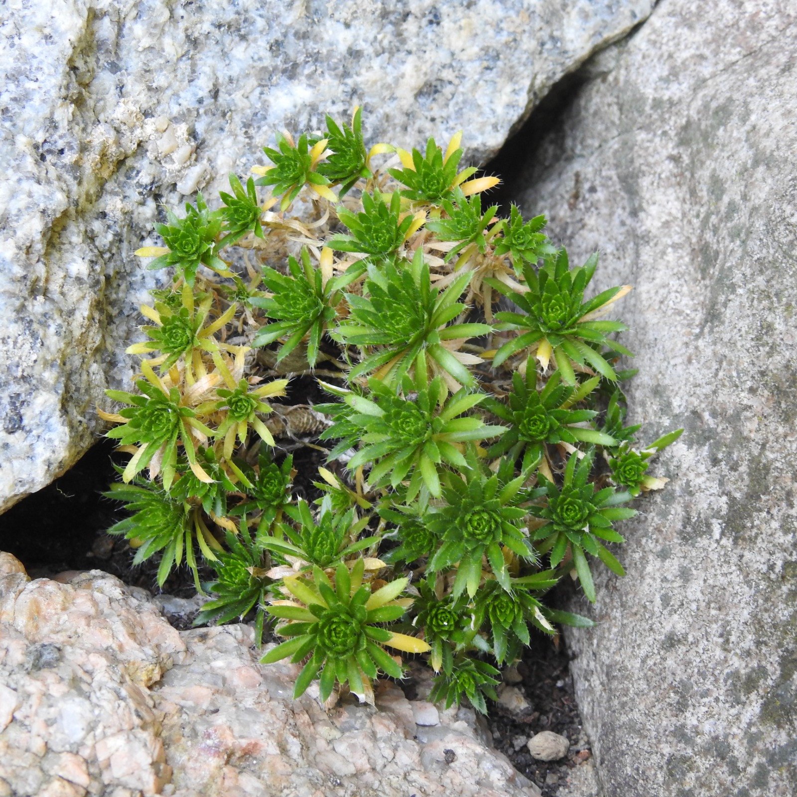 Felsenblümchen