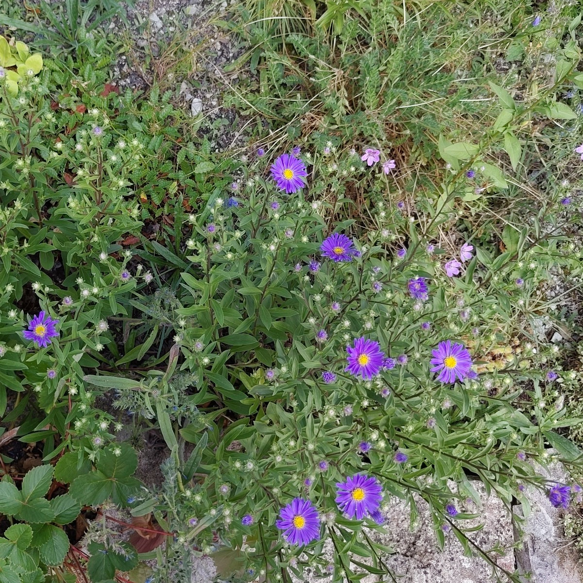Und ein paar Blumenfotos 😀