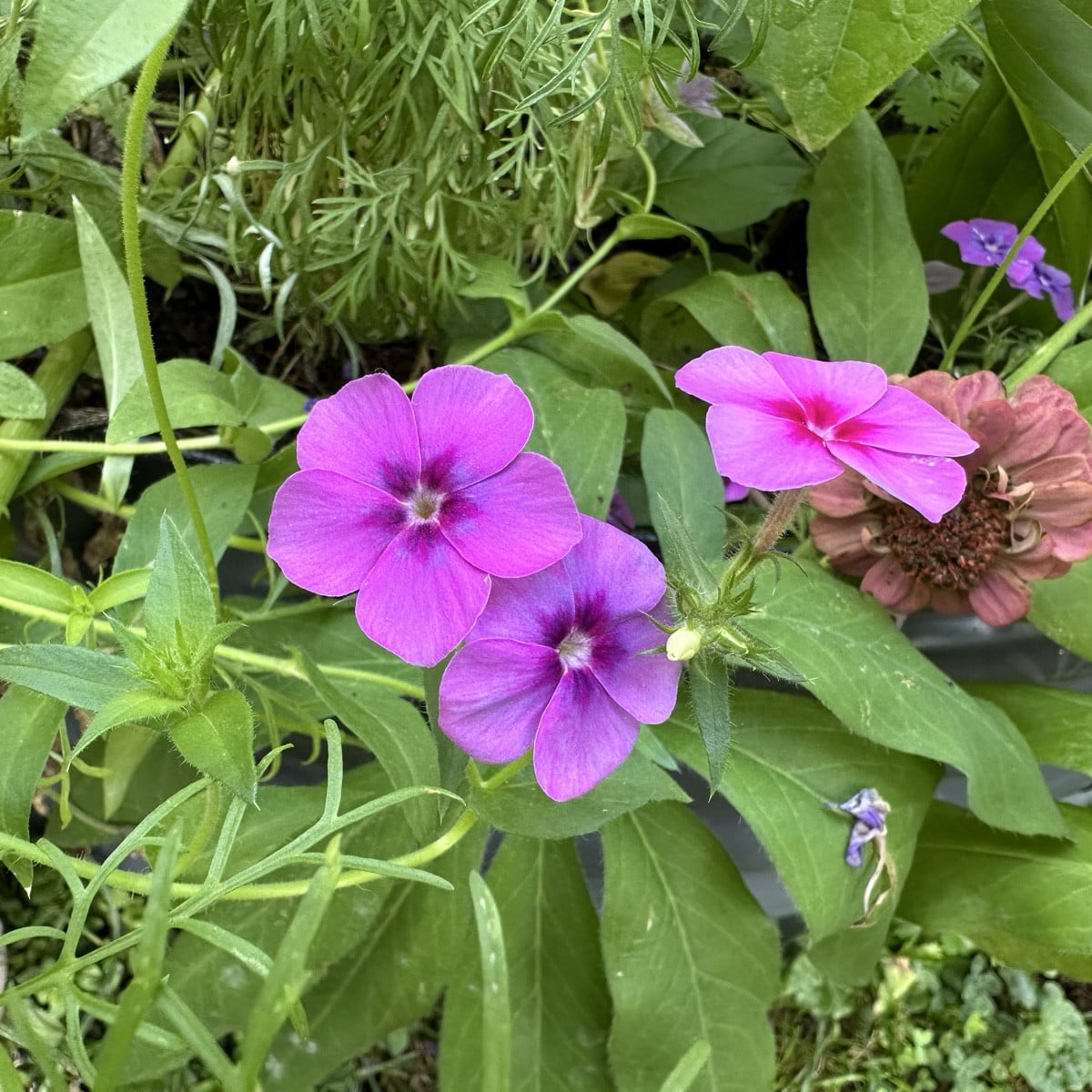 Phlox
