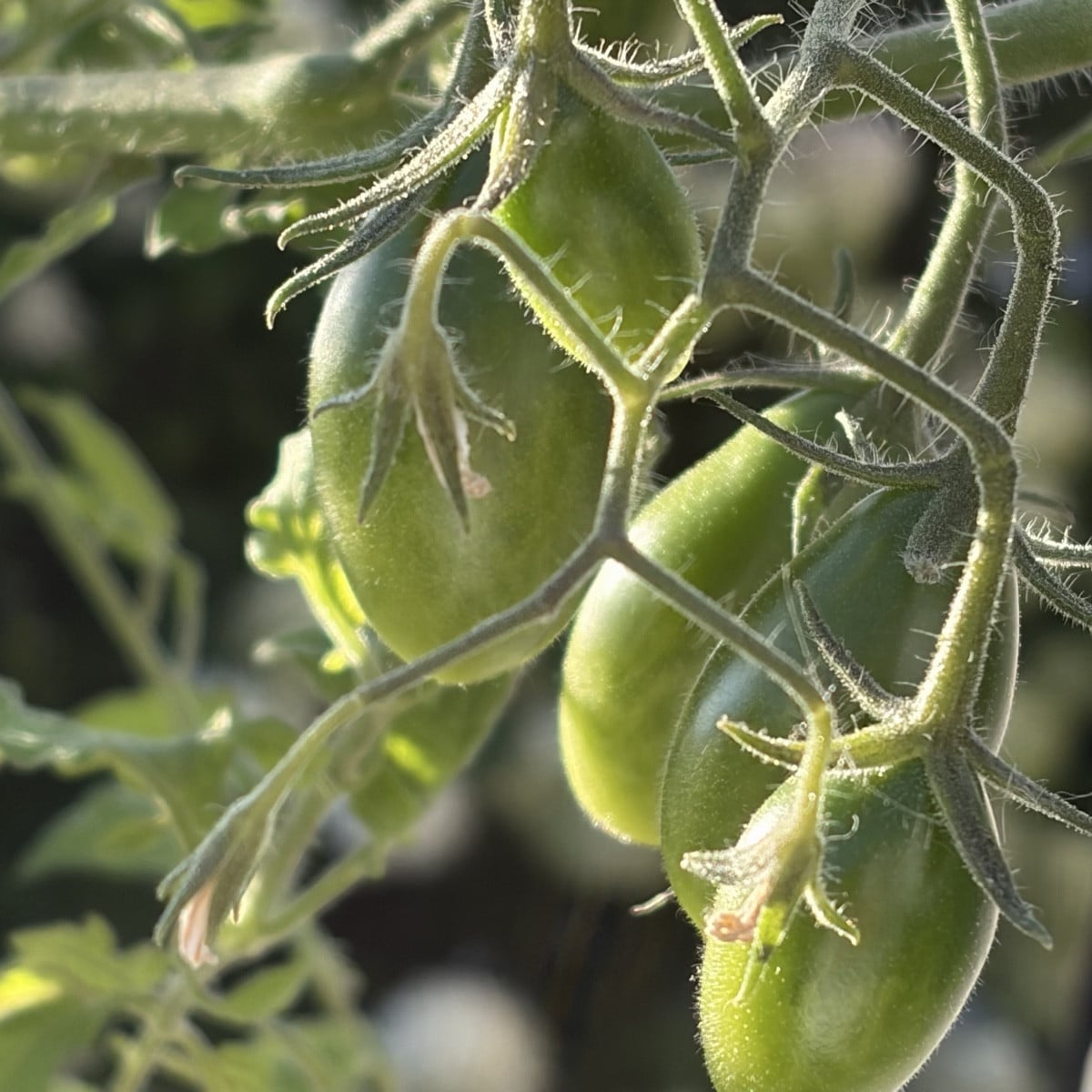 Mal ein kleines Lebenszeichen von mir und das direkt mal mit Fotos von einer meiner Tomatensorten. ☺️ 
Die Fotos sind i…
