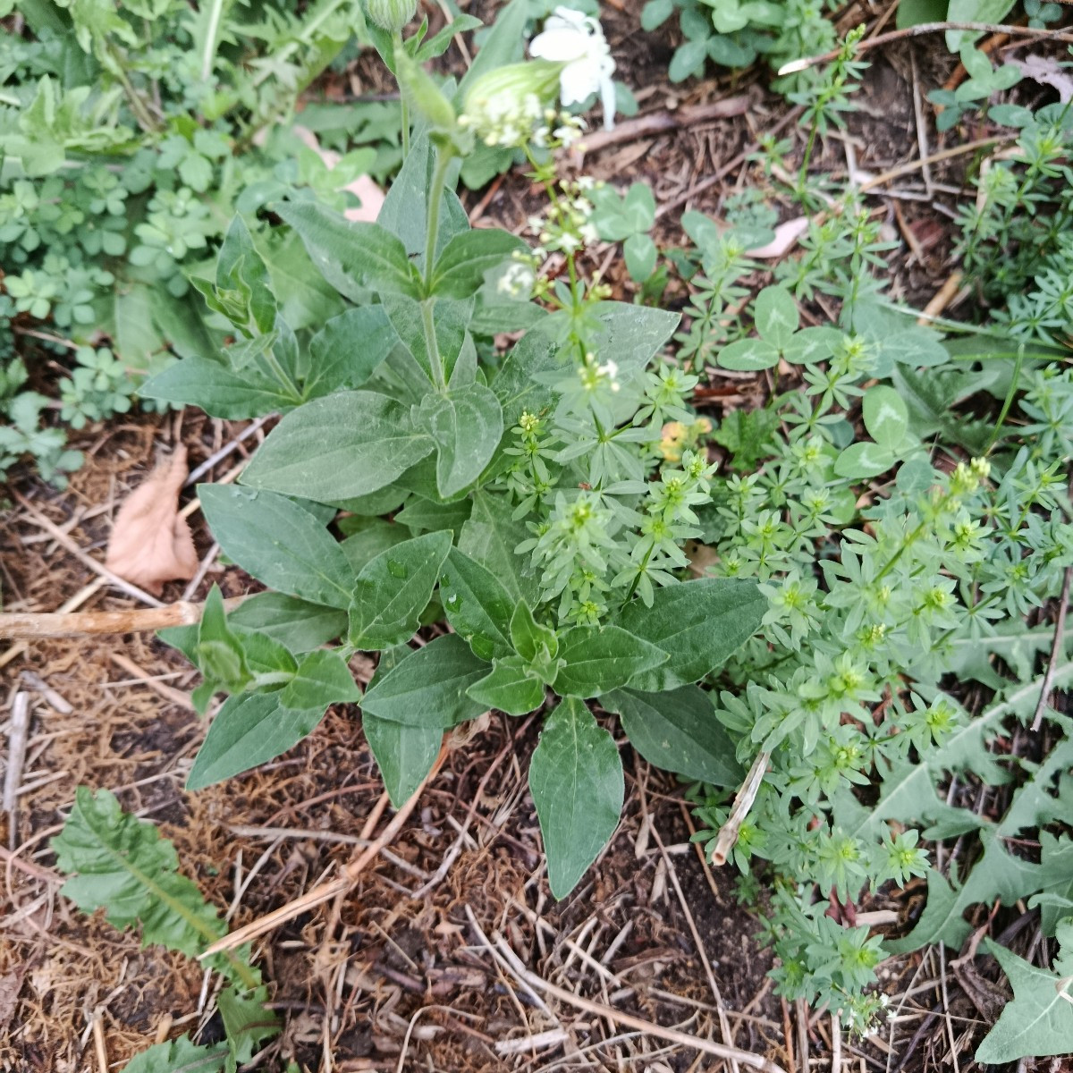 Himbeeren sind es nur 1/4 der normalen Ernte, aber immerhin. Kleine Ernte an Karotten, Birne und Äpfeln. Die Äpfel fall…