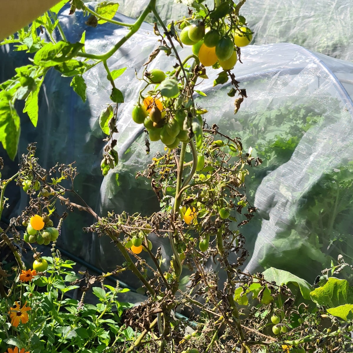Freilandtomaten nach 48L Regen nicht mehr zu retten. Sogar Ribisel musste Federn lassen ...Aber eine Sorte bleibt stand…