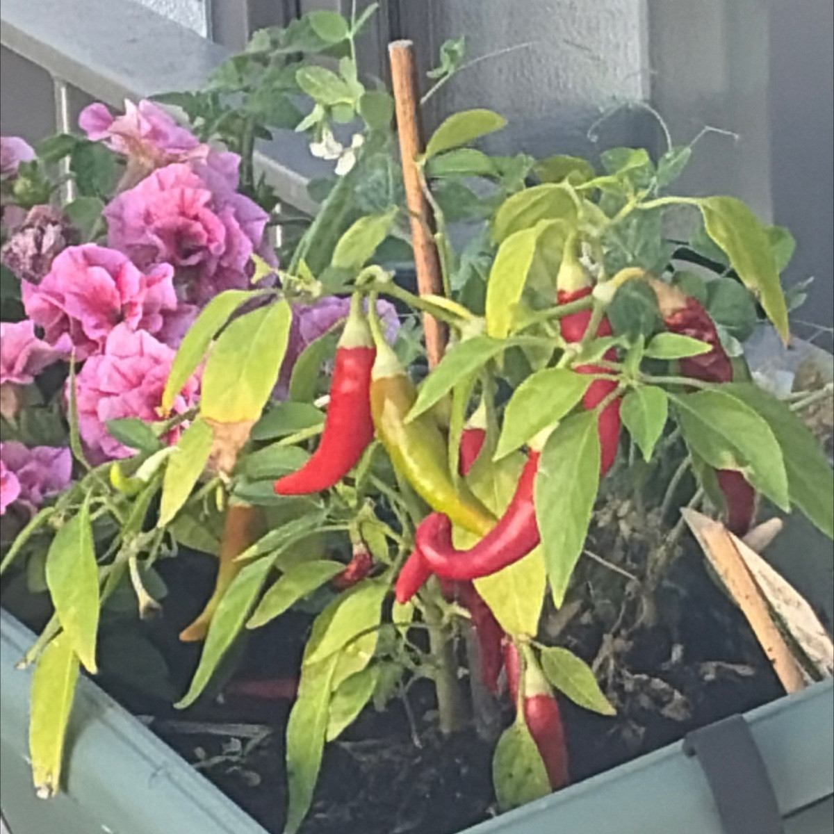 Perspektiven meiner Westbalkon pflanzen. Mein 3 Jahre alter Lavendel wird gelb 🥹 mein neuer wird buschig und blüht 
Me…