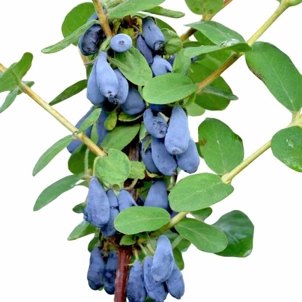 plant waterer Chelsea Rain Cloud Plant Waterer
