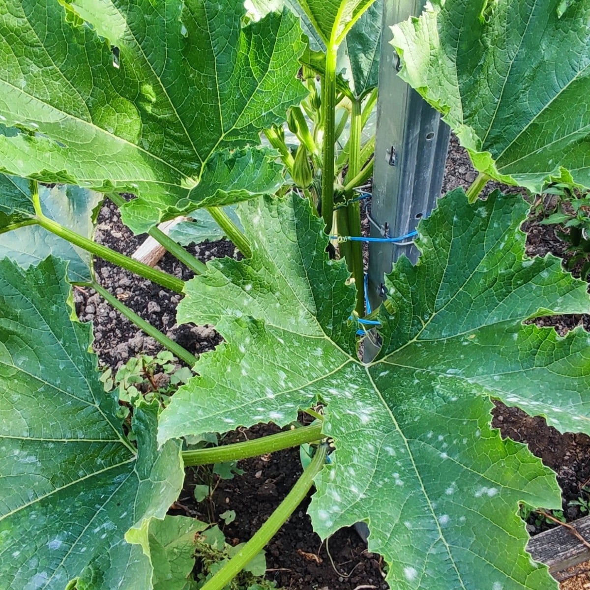 ...The powdery mildew on my climbing zucchini has really taken hold... As a last resort, I've now sprayed them with sul…