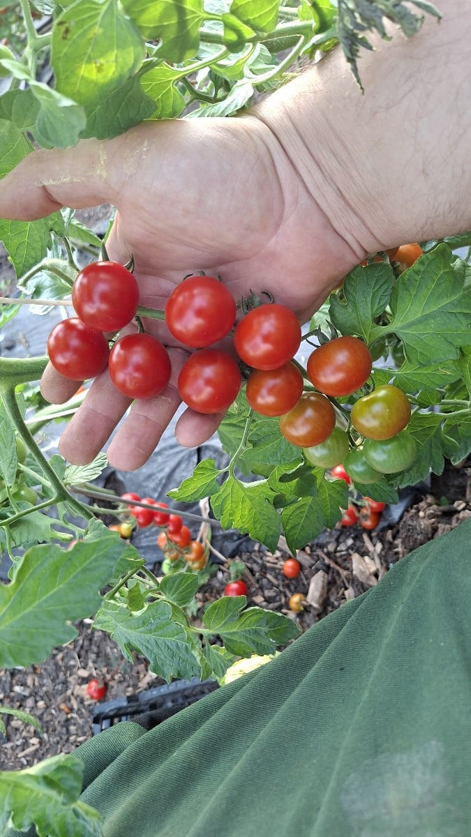 Hier ein blick live in die tomatenernte. Inzwischen wird alle 3 tage geerntet