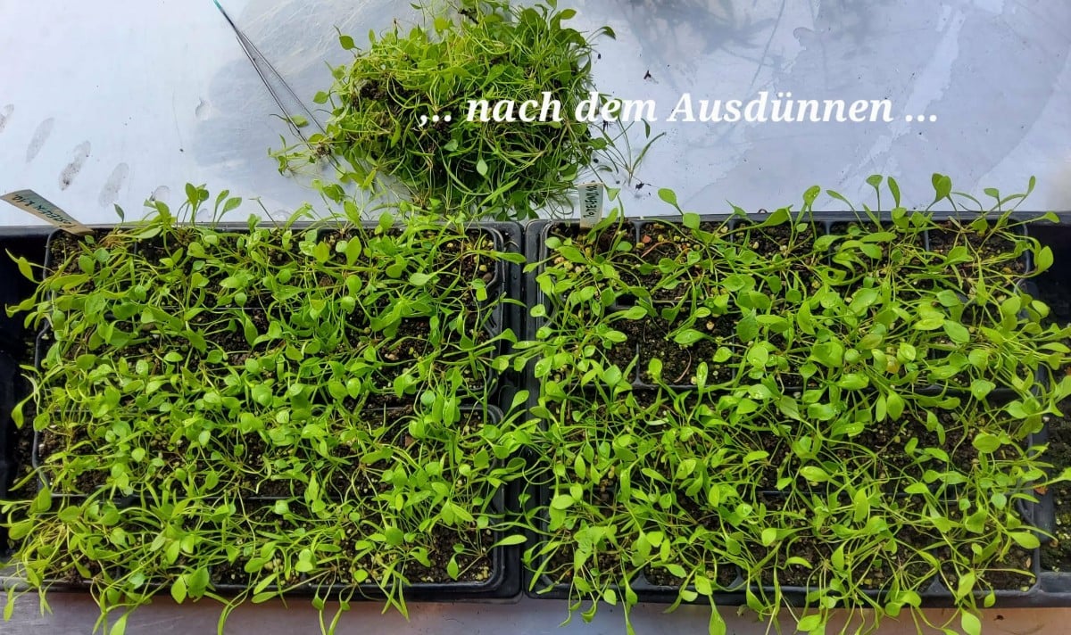 Zum Thema Postelein aussäen: 
Plantura sagt:
▪︎Da der Postelein einen Kältereiz benötig, um zu keimen, ist der beste Ze…