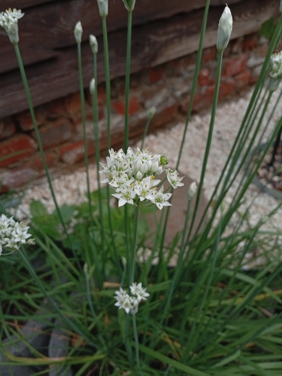 Nach getaner Arbeit hüpfte uns heute dieser Grasfrosch über den Weg. Zum Mittag gab es geschmorte Schlangenhaargurken m…