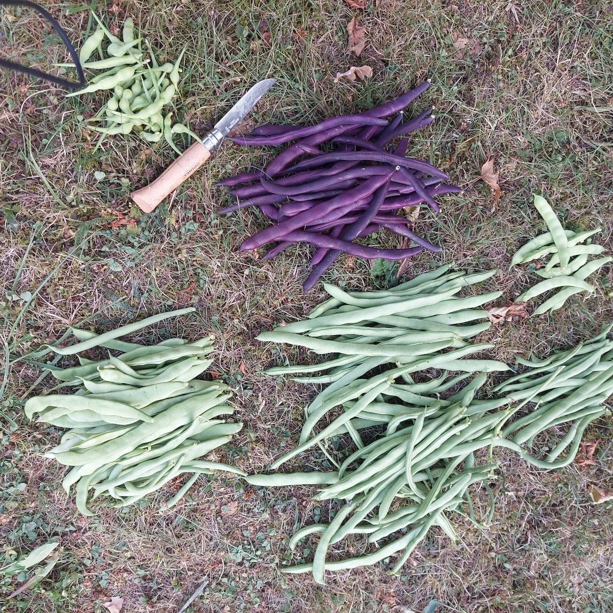 Komposition in Orange. 

Trotz gartensteppe gabs dank bewässertem Gemüse Ernte. Eine Zucchini ist da schon an den nette…