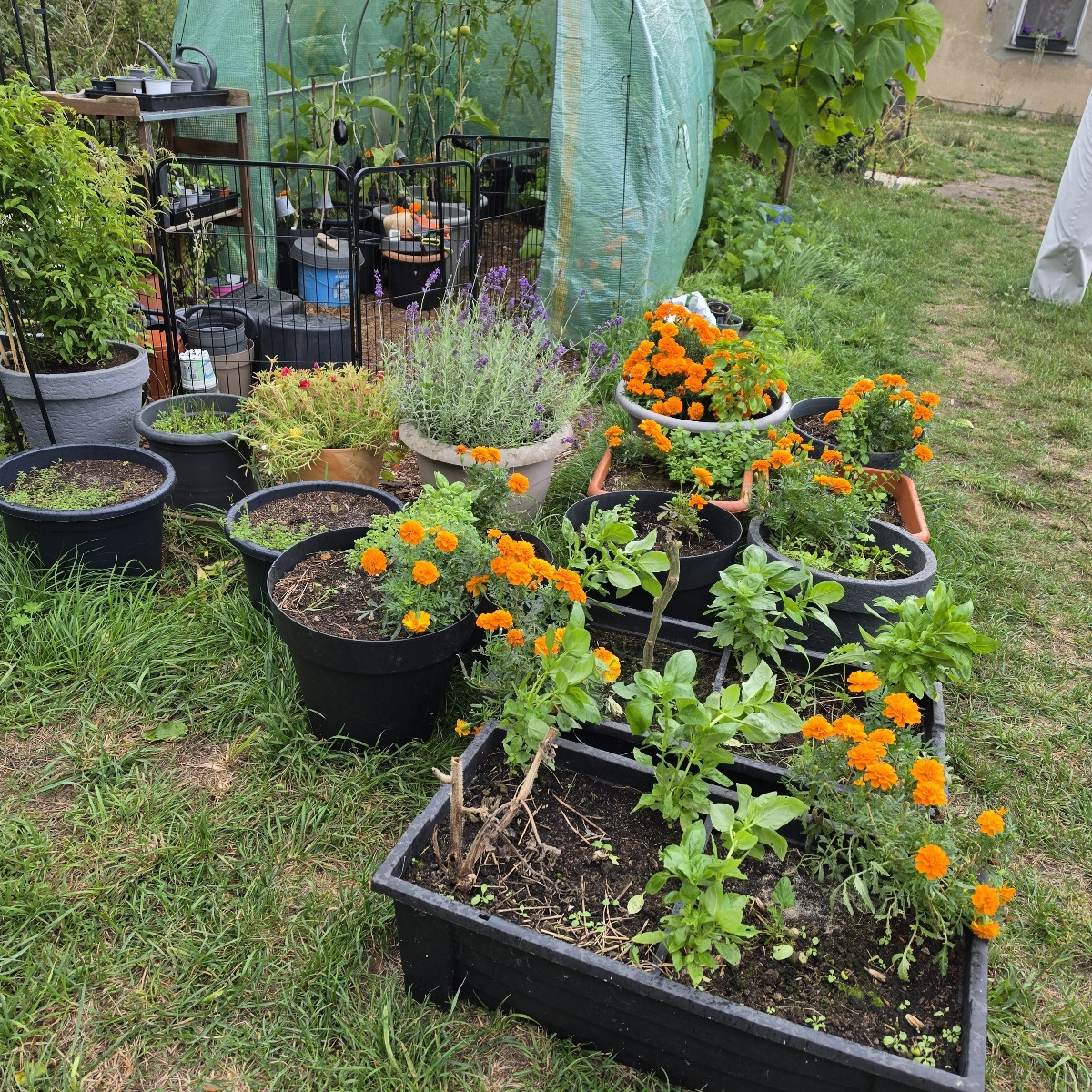 Auberginen und Tomaten geerntet. Auberginenpflanzen ohne große Auberginen entfernt aus Gewächshaus, und auf Komposthauf…