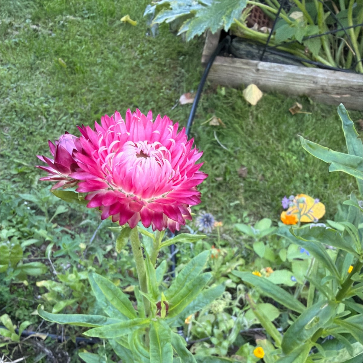 Selbstaussaaten Strohblume? Sonnenhüte 🤩
Beinwell explodiert 👌
Buchweizen sät sich auch jedes Jahr selbst aus, wie Fe…