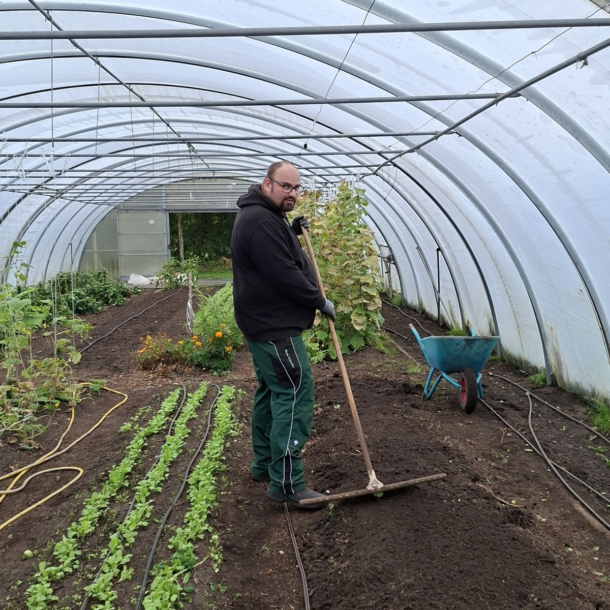 Heute wurde in Folientunnel 3 die letzten Tomaten geerntet, die unreifen und überreifen entsorgt in die schwarze Tonne …