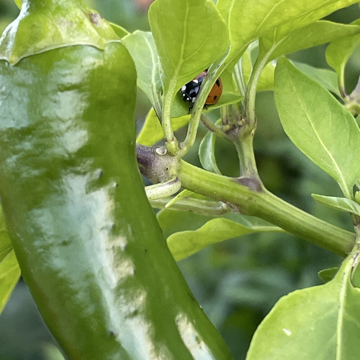 #einkaufenimgarten (Bild 1)

ein kleiner Helfer lugte bei der Spitzpaprika hervor (Bild 2) und es hängen noch 15 Frücht…