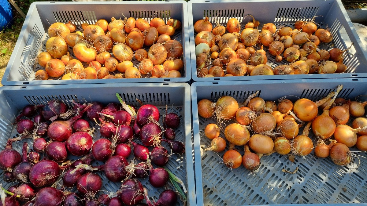 #einkaufenimgarten
Soeben haben wir unsere Zwiebel-Jahresernte eingefahren. 
Red Baron, Stuttgarter Riesen und Sturon.
…