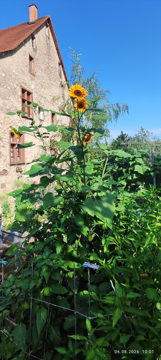 ...Endivien und Mangold voll im Saft!
...Samenproduktion Ochsenzunge und Forellenschluß: läuft!
...Die Wächterin im Chi…