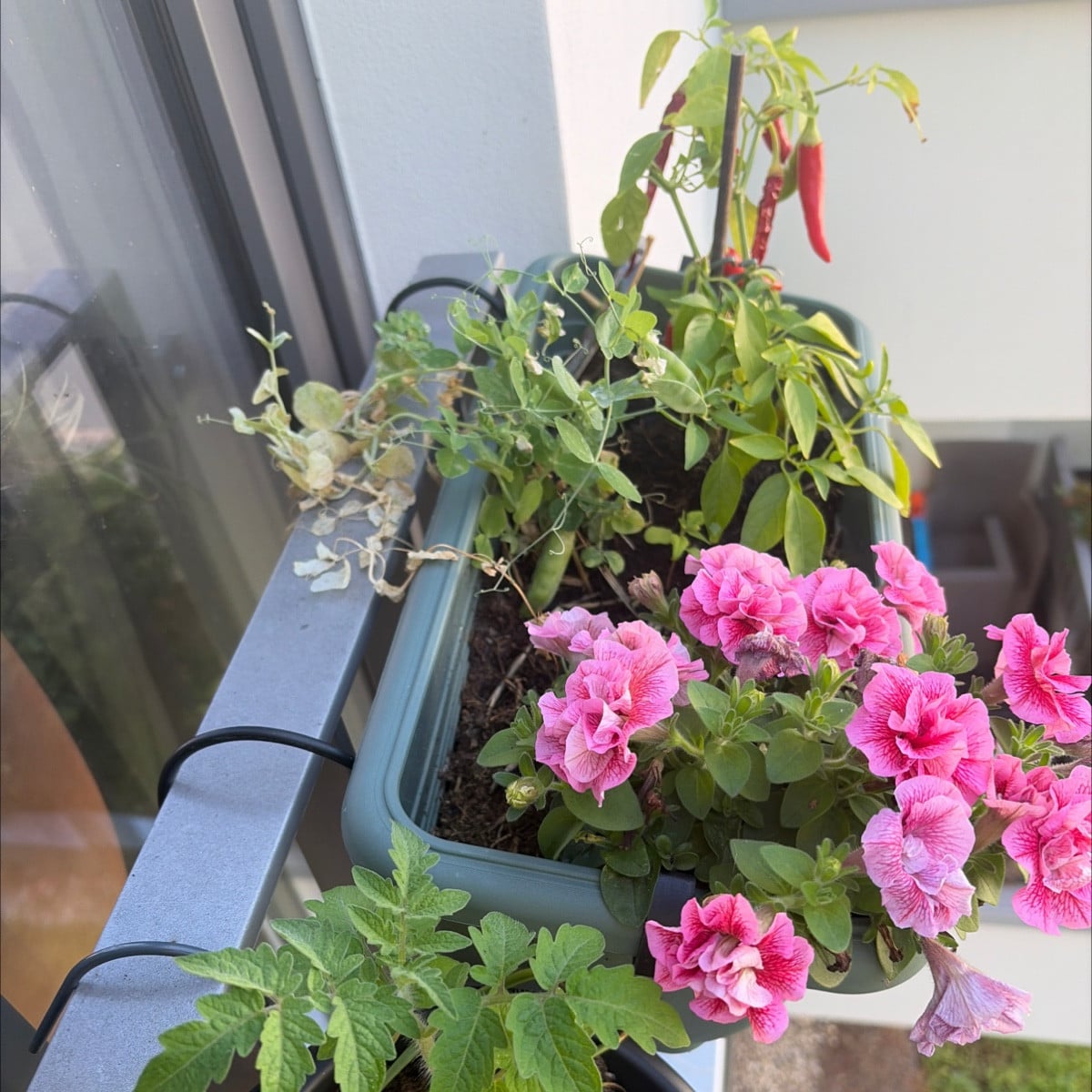 Perspektiven meiner Westbalkon pflanzen. Mein 3 Jahre alter Lavendel wird gelb 🥹 mein neuer wird buschig und blüht 
Me…