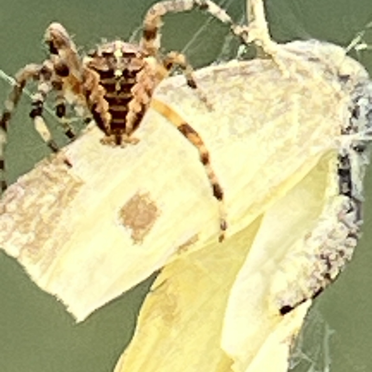 In Windeseile hat diese Spinne ihr Opfer, einen Kohlweißling, eingewickelt. 