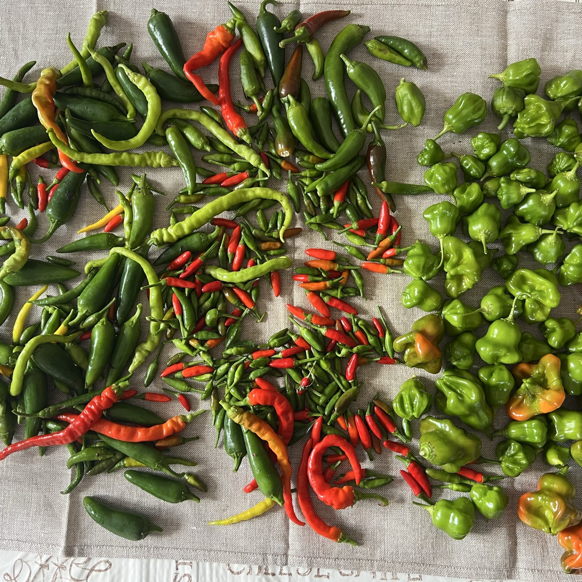 Letzte Chilliernte. Es gibt zwar noch viele Blüten, aber ich mag nicht mehr. Es war ja eine richtige Chillischwemme die…