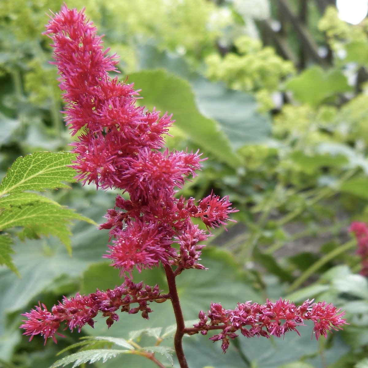 Astilbe