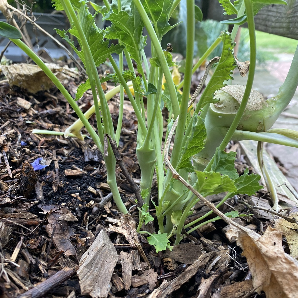 Meine Kohlrabi schaffen es dieses Jahr bestenfalls in die Kategorie „künstlerisch wertvoll“.- In Zeugnissen auch gern u…