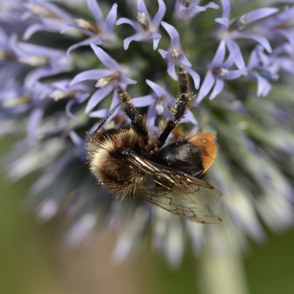 Ich werde schon ein bisschen wehmütig beim Fotografieren, weil sich die Insekten inzwischen doch ziemlich rar machen...…