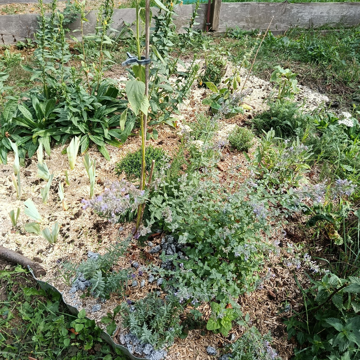 Bei uns ist es schon wieder so trocken. Dazu noch dieser permanente Wind.
Ich habe heute mal meinen Kompost auf Vorderm…