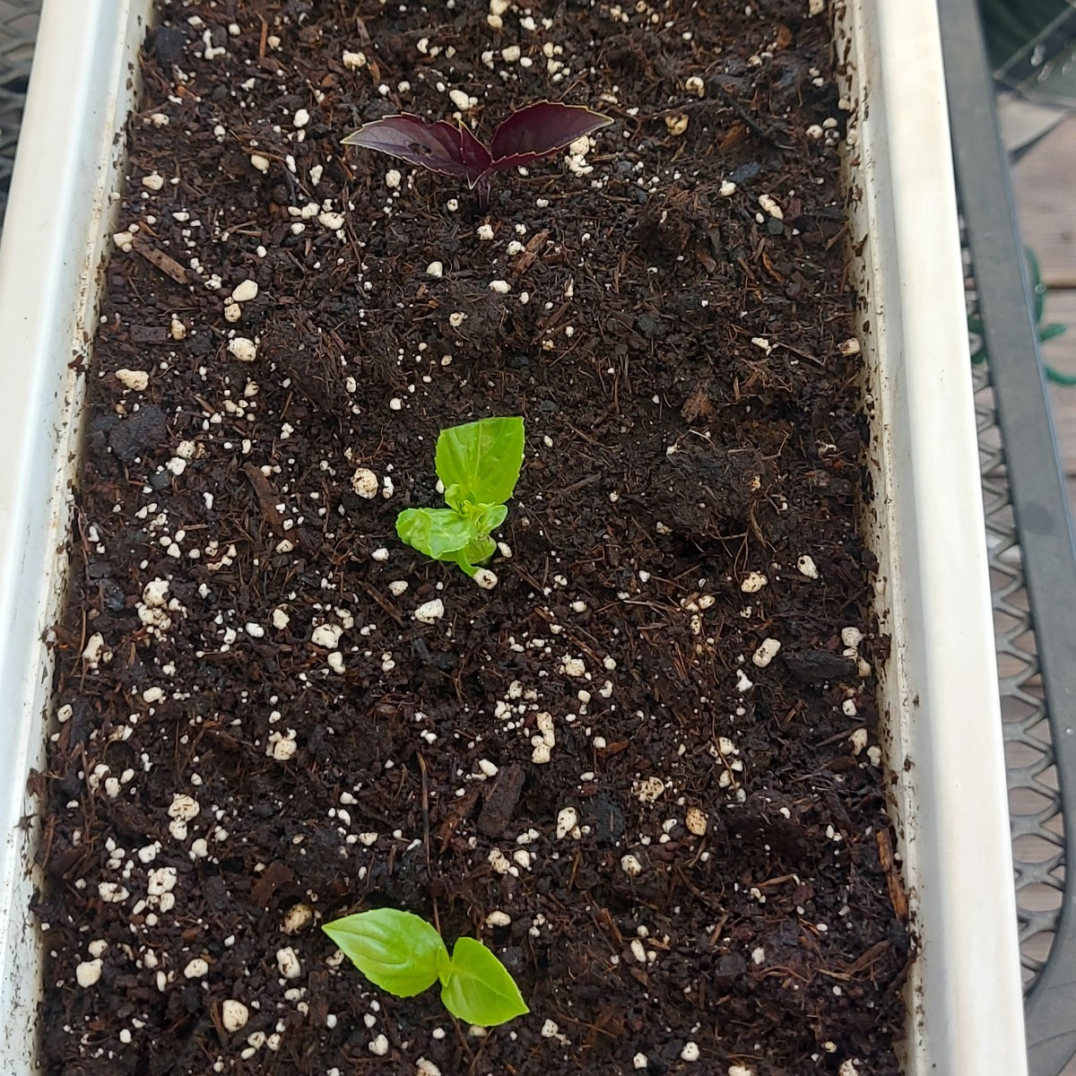 Basilikum geerntet,  gedörrt und Stecklinge gezogen.
  Chilis und Paprika geerntet  und Blumensamen gesichert. Natürlic…