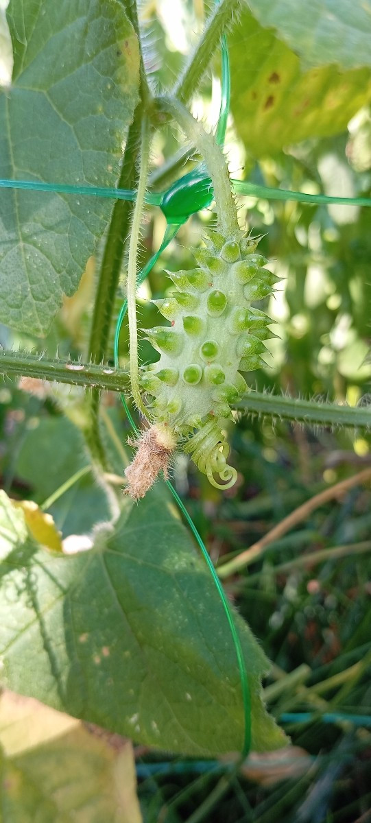Kiwano's sind Kurztagspflanzen, sie bekommen erst Früchte wenn die Tage bemerkbar kürzer werden. Bei mir hängt die erst…