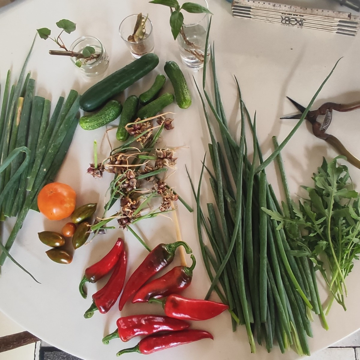 ...Die "Gorria" 🌶 fangen an, zu "liefern"
...Ihr wißt schon, aus diesen mache ich illegalerweise  "Piment d'Espelette" …