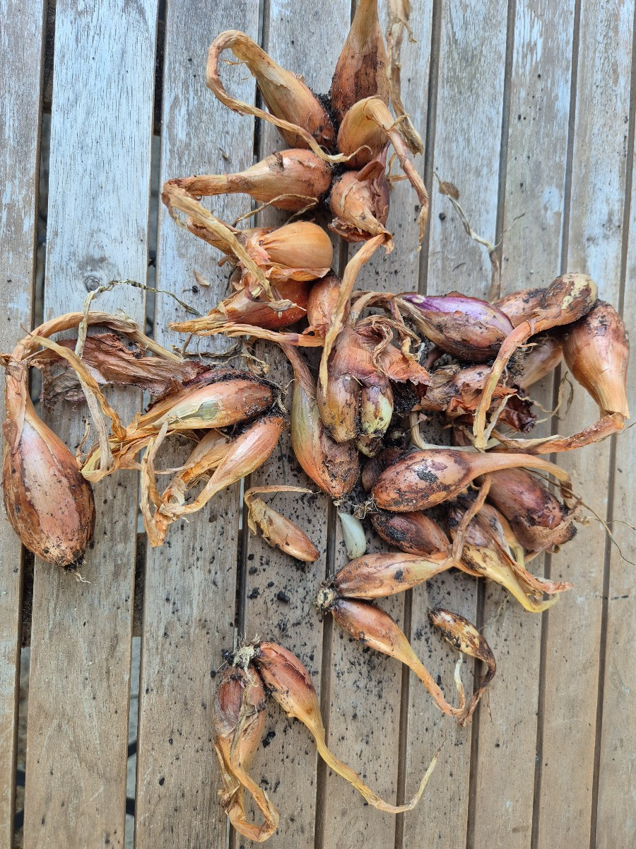 Heute einen Pflanzsack Kartoffeln geerntet (rote Emmalie) und ein paar Schalotten. Bisschen Aussaat bei der Hitze in Se…