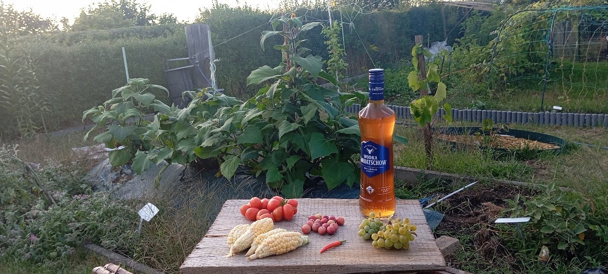 Heute aus dem Garten: Reisetomate, Litschitomaten, Maismäuse 🤣🤣🤣🐁 Tatonka, Chili Rawiit, Tafeltraube Phönix, Cranbe…