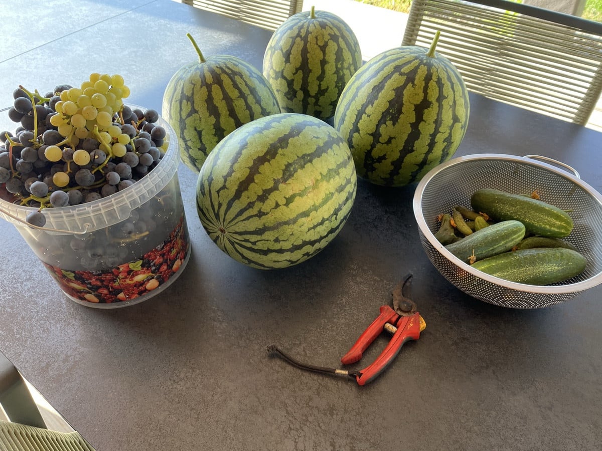 Schnell noch die Melonen, Einlegegurken, Salatgurken und Trauben abgeerntet. Die Ribisel Tomate kommt auch noch. Die nä…