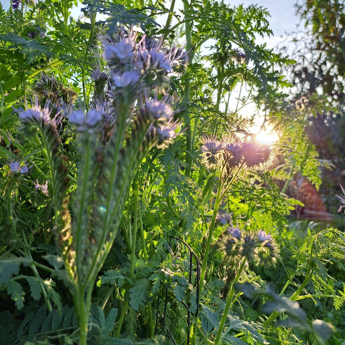 Unser Plan ist aufgegangen 🦋🐛🐝😃

Wir haben den ersten Gründünger am 10.7 ausgesät. Und er blüht schon mehrere Woche…