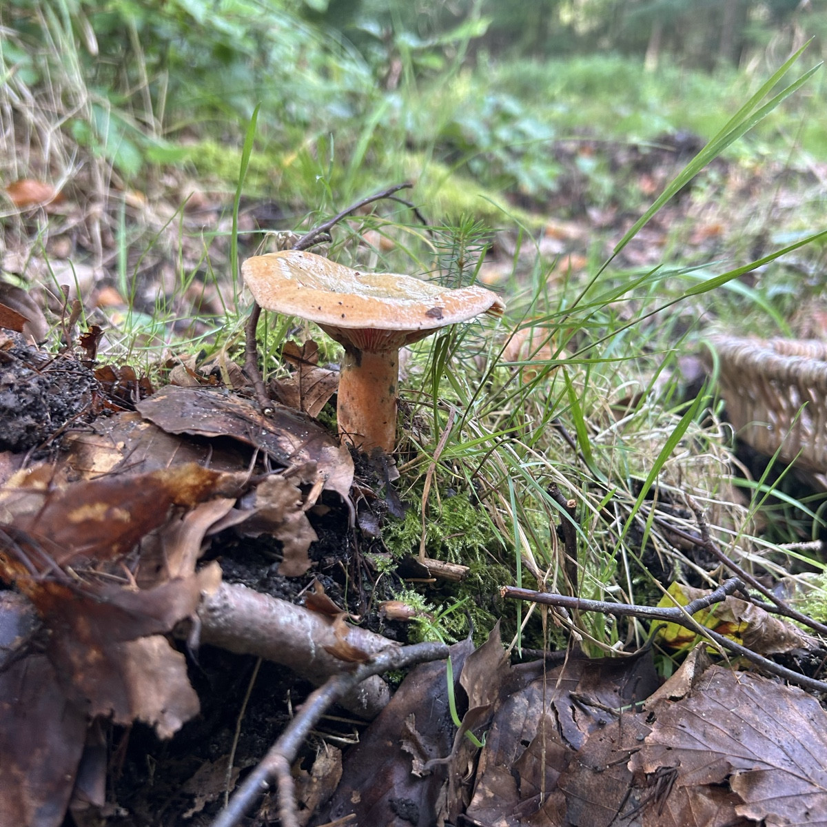 Fungi Monday 😇🍄‍🟫

Heute eine schöne Tour gehabt mit vielen herbstlichen Eindrücken und einer Vielfalt an Pilzen. Di…