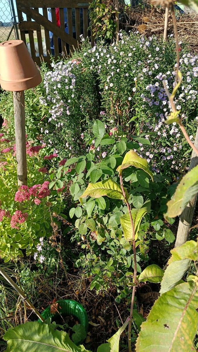 Ein paar herbstliche Impressionen aus dem Garten. Eine schöne Stimmung gegen Abend. Musste heute die Stauden und Sträuc…