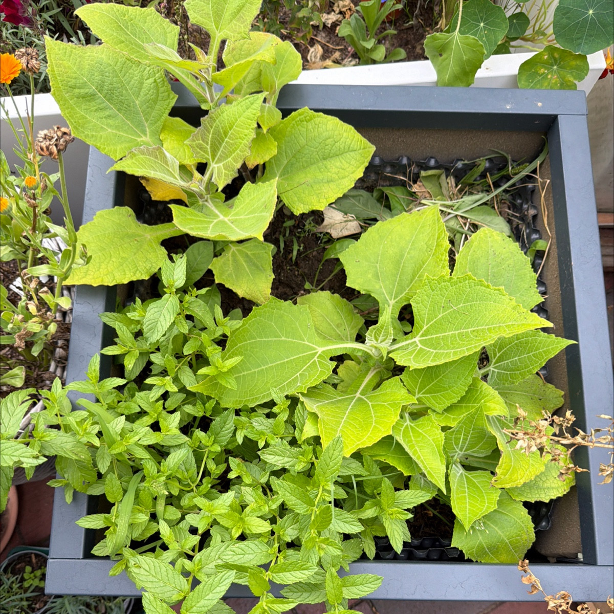 Der Topf ist 50x50
